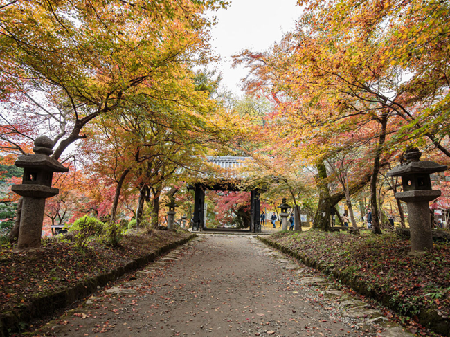 朝倉市の代表的観光地である秋月城跡は地域の宝です。